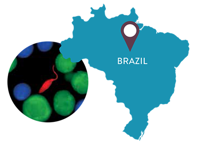 Graphic image of Brazil and photo of leishmania parasite