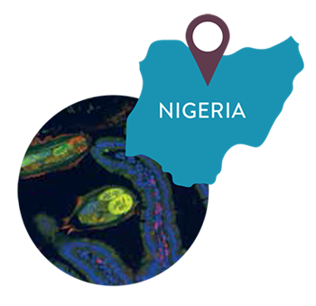 Graphic image of Nigeria and hookworm photo