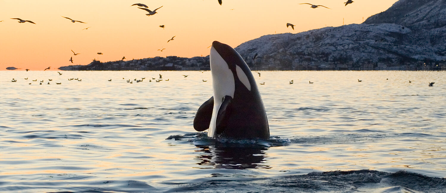 An orca, or killer whale