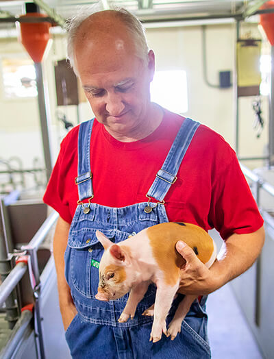Dr. Tom Parsons holds a piglet at the Penn Vet Swine Teaching and Research Center.