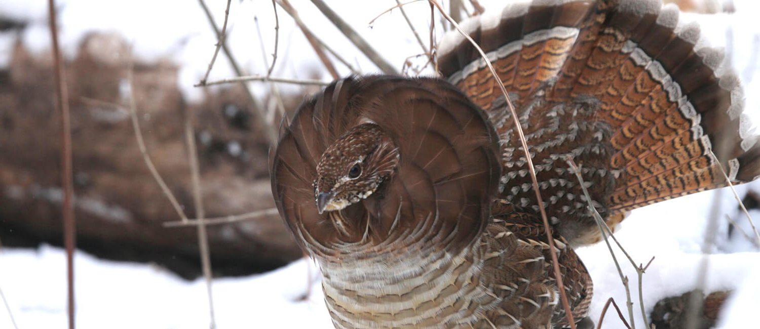 A ruffed grouse, Pennsylvania's state bird