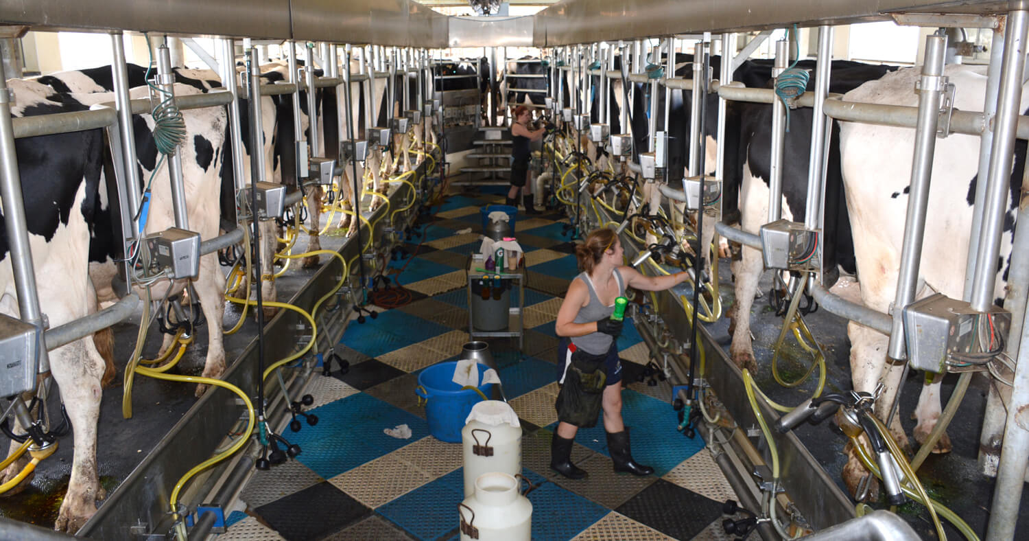 Milking cows, as at Marshak Dairy, can be compatible with social distancing practices.