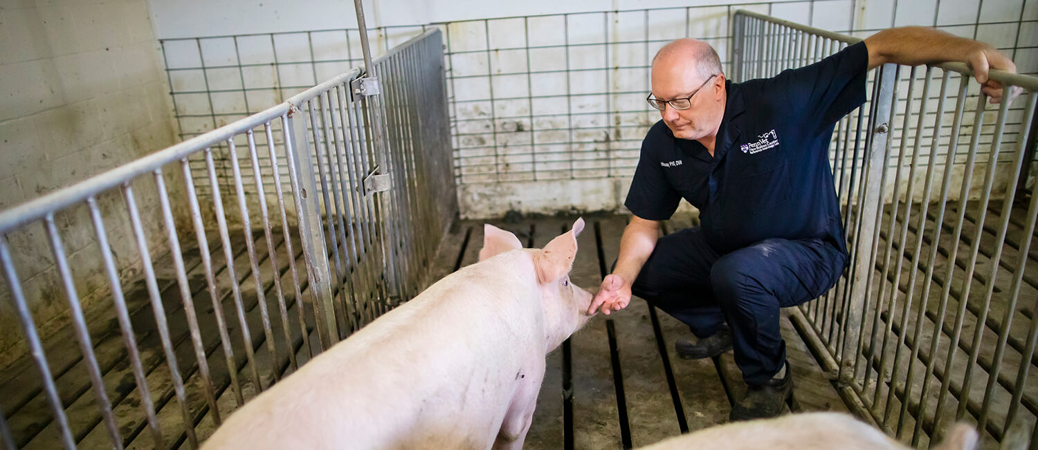 Dr. Gary Althouse at Penn Vet's Swine Teaching and Research Center
