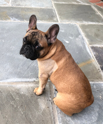 Scarlett, a four-month-old French Bulldog