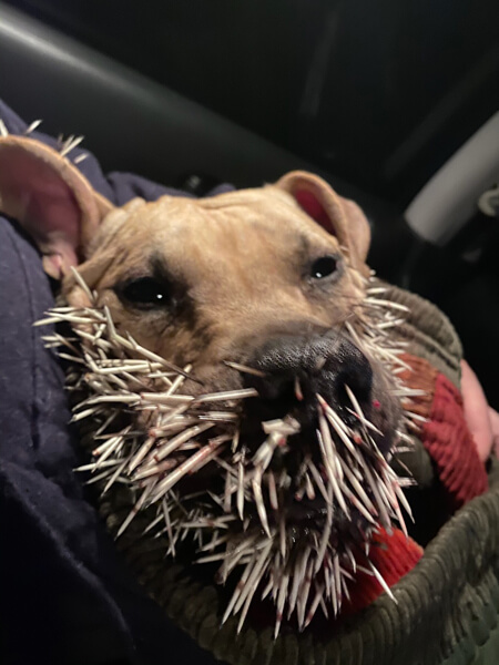 Daisy's run-in with a porcupine left her with a face full of quills.