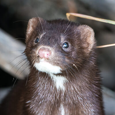 Perhaps no domesticated animal species has borne a greater burden from  COVID-19 than mink.