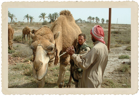 CPT Eric Lombardini conducting an examination on a sick camel, Southern Iraq, Operation Iraqui Freedom (OIF), 2004.
