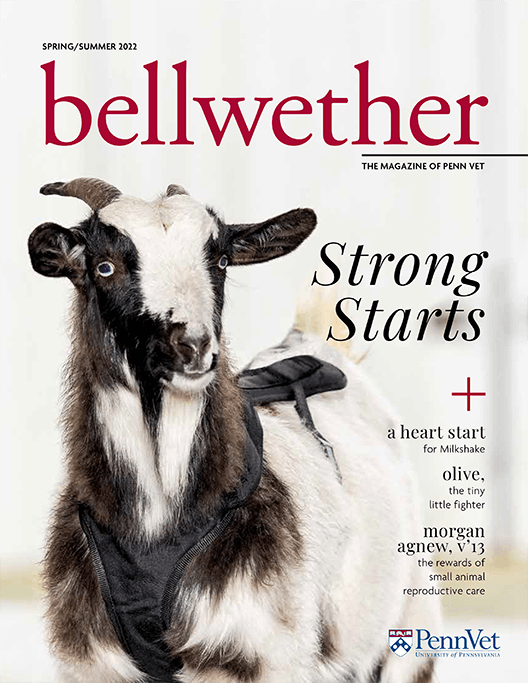 PennVet | Bellwether Magazine