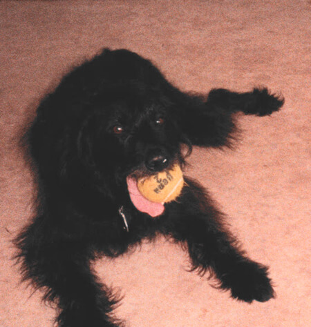 Maybe at five years old, and chomping on one of her many tennis balls, takes a break after a game of catch. Plucked from a cardboard box as a puppy, Maybe gave the Hackett family almost a decade of hilarity, chaos, loyalty, and pure affection.