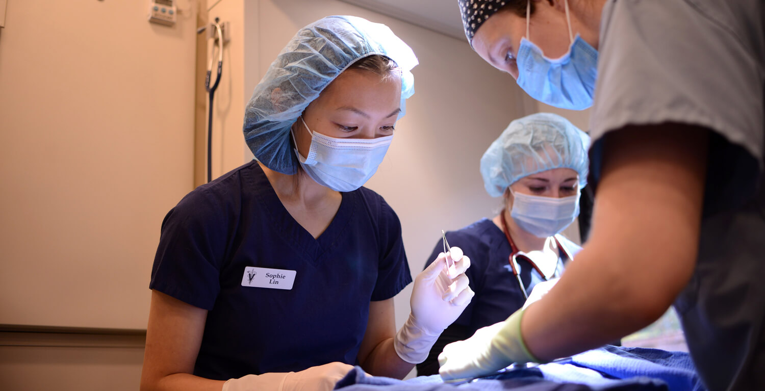 Penn Vet student Sophie Lin, V'24, is instructed during a spay procedure by Dr. Chelsea Reinhard (right).
