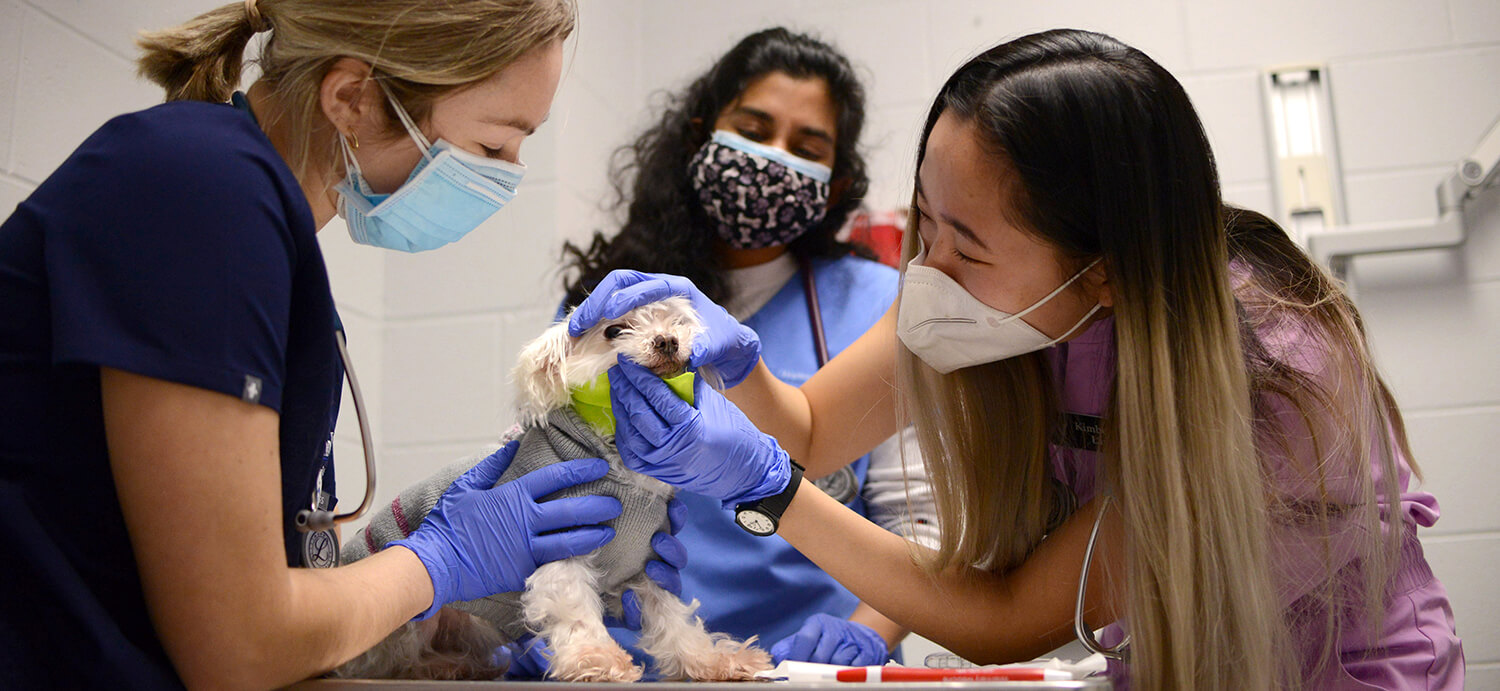 A dog has its teeth examined by students during the clinic.