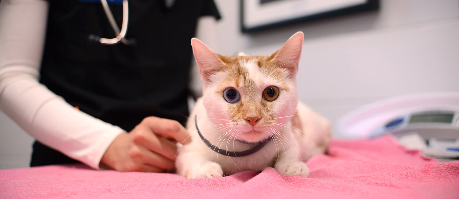 This "Bowie" cat has multi-colored eyes.