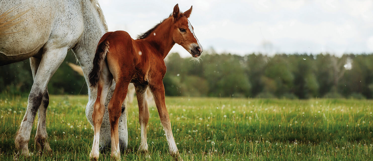 Stock photo of horse and foal