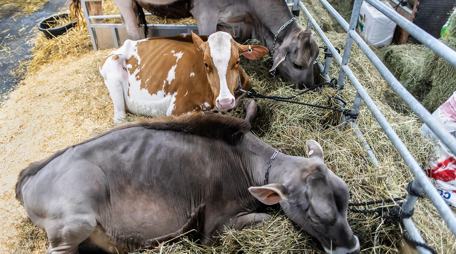 Photo of cows at the Farm Show
