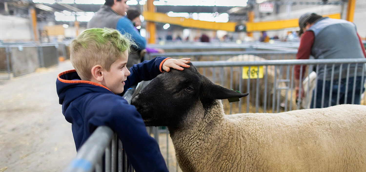 Photo of boy petting a sheep