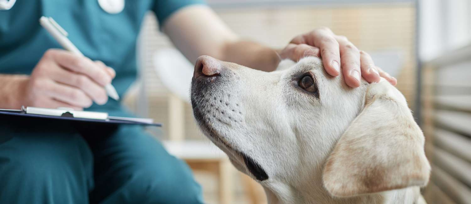 Canine illness has been spreading in some parts of the country, and it’s unclear whether this is from a novel organism.