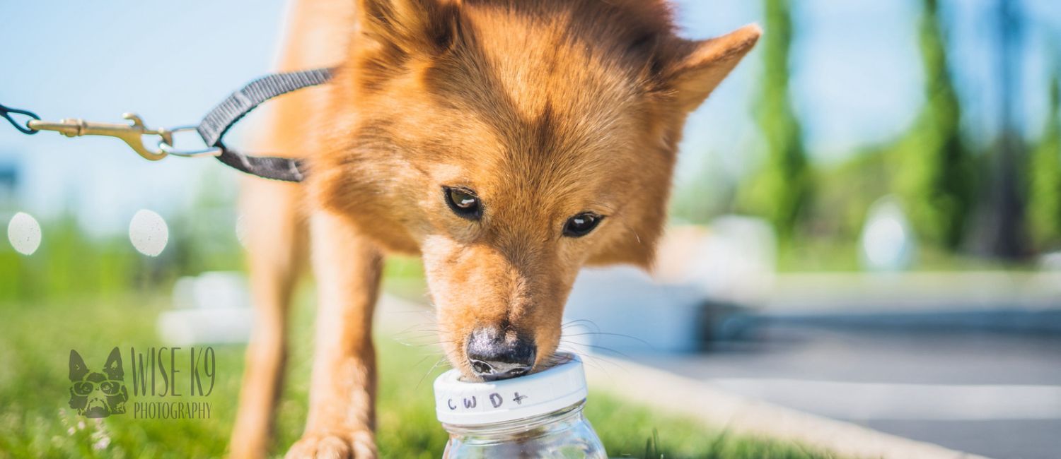 A dog sniffing a jar