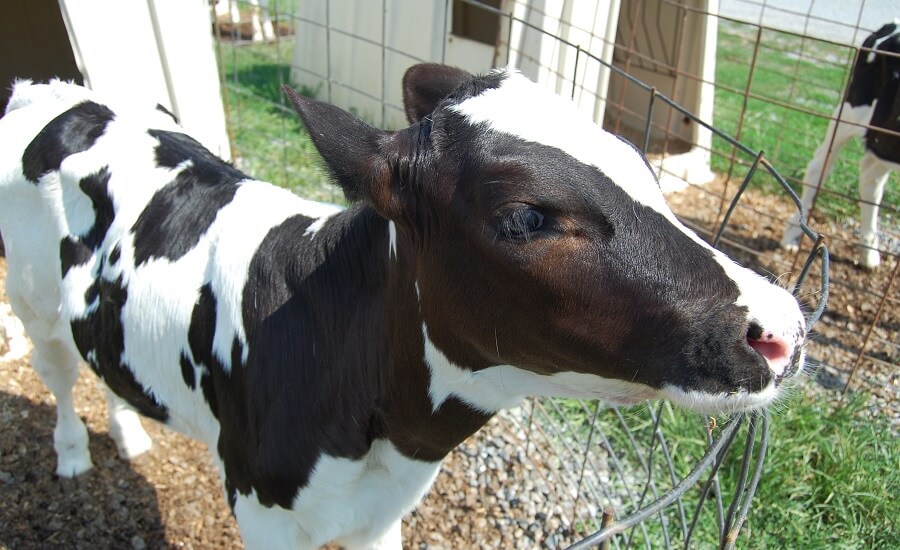 Cow 900 x 550