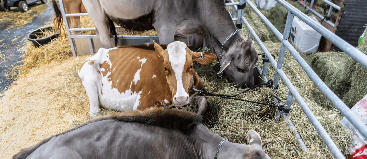 farm-show-cows
