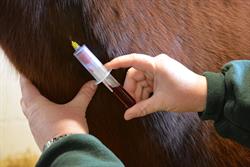Blood being drawn from a horse's neck