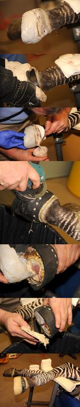 See Farrier Pat Reilly fashion a special shoe for Zippy.