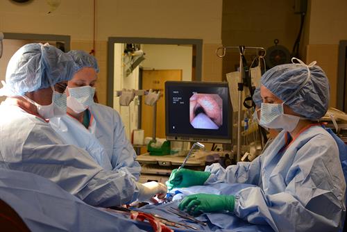 At left, Dr. Eric Parente, assisted by an intern and student, remedies Benji's laryngeal hemiplegia with a laryngoplasty or “tie back” surgery. 