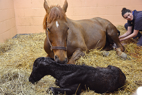 New Bolton Center is offering a new foaling service for healthy mares that provides around-the-clock observation as they approach their due date, and care throughout and after the foaling. 