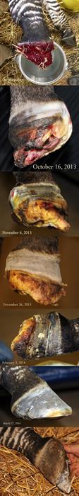See the progression over time as Zippy's hoof regrew.