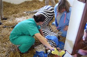 Nurses with Zippy after his hoof had sloughed off.