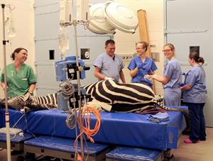 Dr. Dean Richardson and nursing team prepare Zippy for surgery.