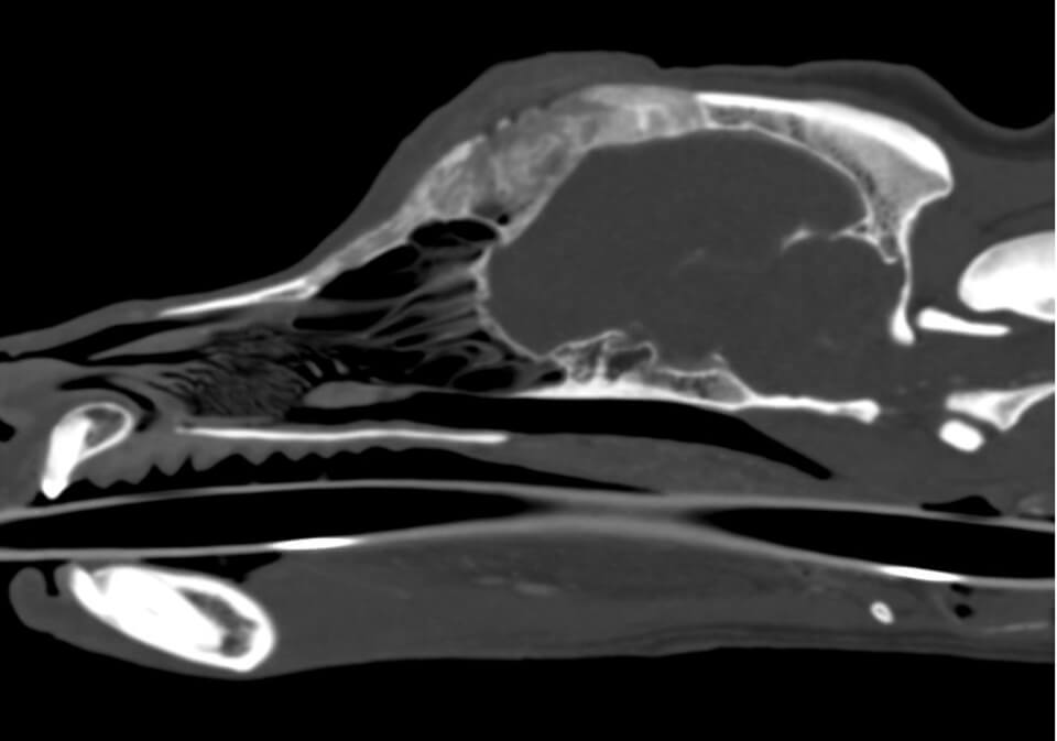 A CT scan of Clubber's head shows the growth interrupting the white line of his skull