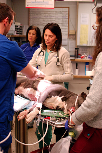 Dr. Erica Reineke and Emergency Service staff work to stabilize Blue's breathing