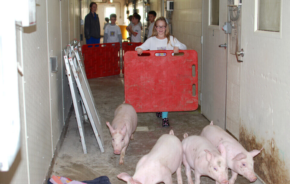 The students help move a group of young pigs, using a board to guide them down the hallway