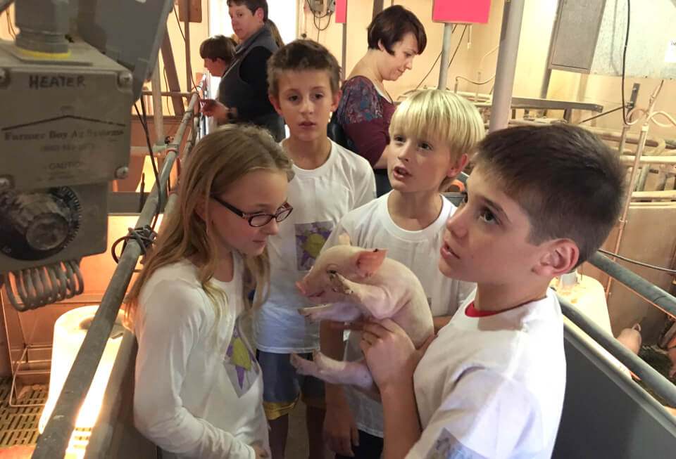 The elementary school students tour the farrowing pens to see sows with piglets