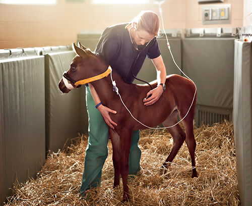 Dr. Michelle Linton with a foal at New Bolton Center's NICU