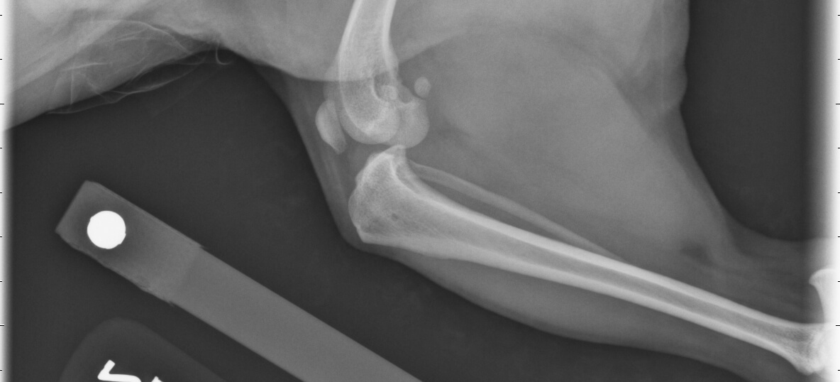 On this x-ray of Olivia's knee, clinicians are looking for evidence of fluid in the knee, seen by cranial displacement of the infrapatellar fat pad; cranial subluxation of the tibia in relation to the femur; and osteoarthritis, also know as degenerative joint disease. 