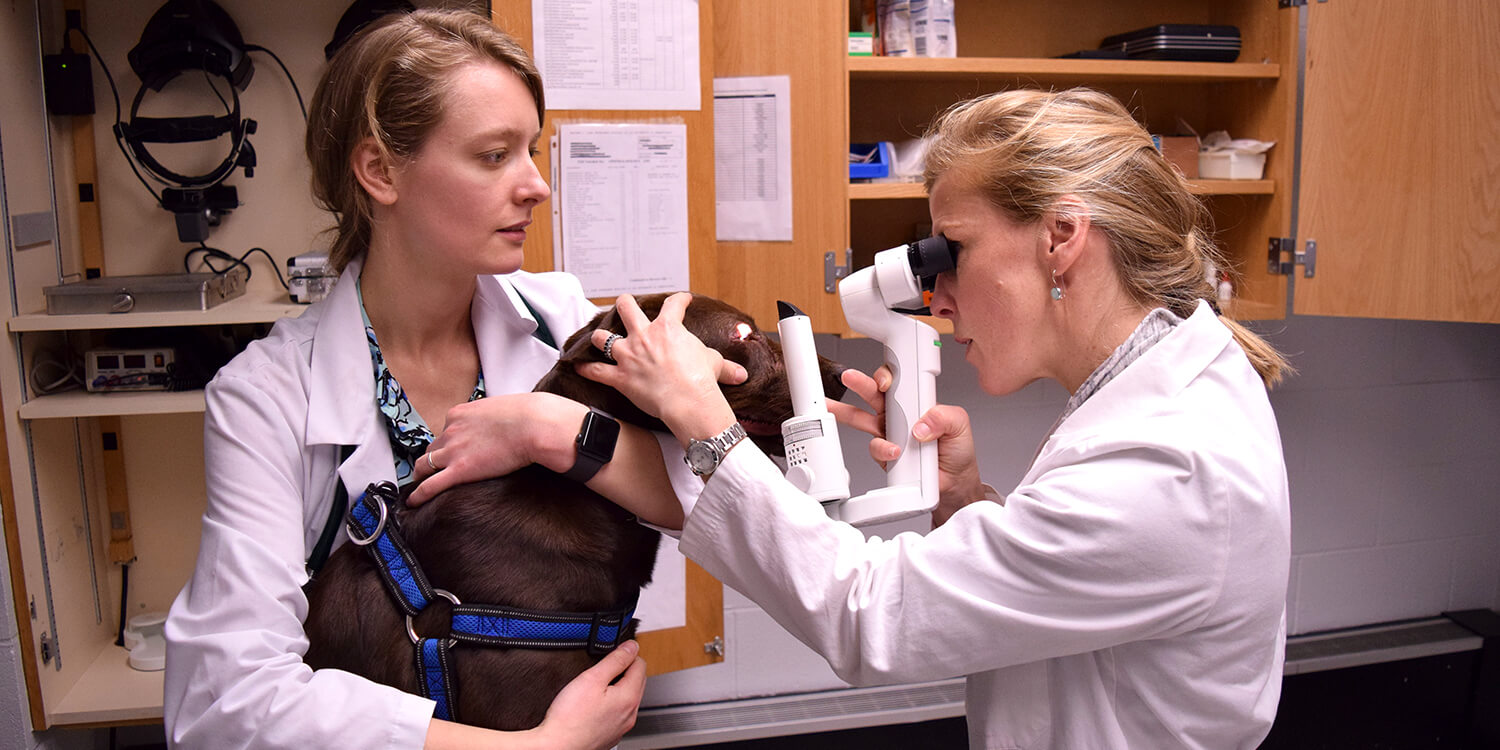 Dr. Brady Beale (right) and vet student Casey Dignan examine Tucker's eye.