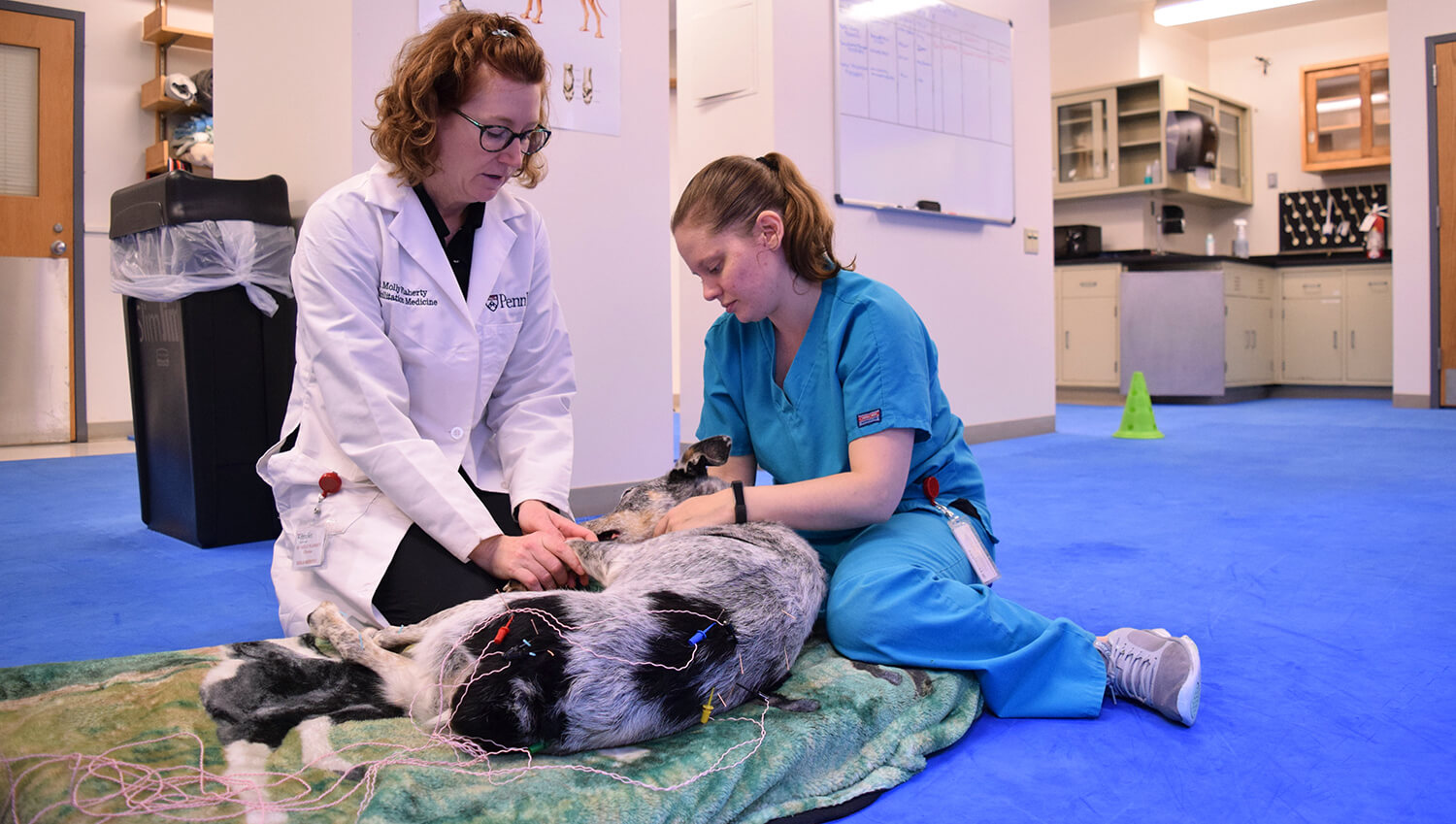 Dr. Molly Flaherty applies acupuncture to Ranger which facilitates healing, pain relief, and mobility.