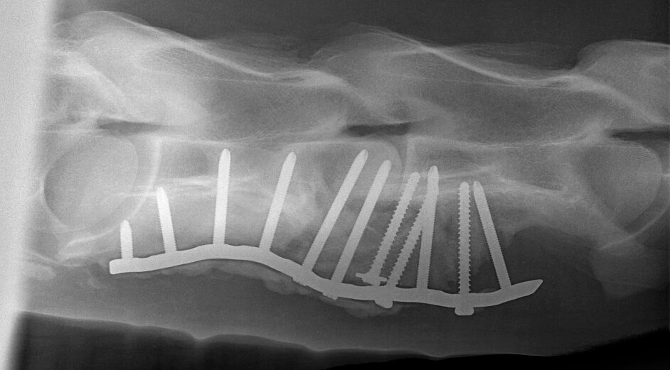 This radiograph taken seven months after surgery shows the screws used to repair Senior Senator's fracture.
