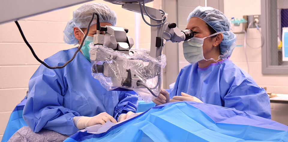 Drs. Brady Beale and Simone Iwabe prepare to operate on Tucker's eye.