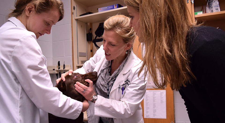 Three weeks after surgery, Dr. Brady Beale (middle) and vet student Casey Dignan examine Tucker's eye, while his owner, Ellen Caplan, looks on.