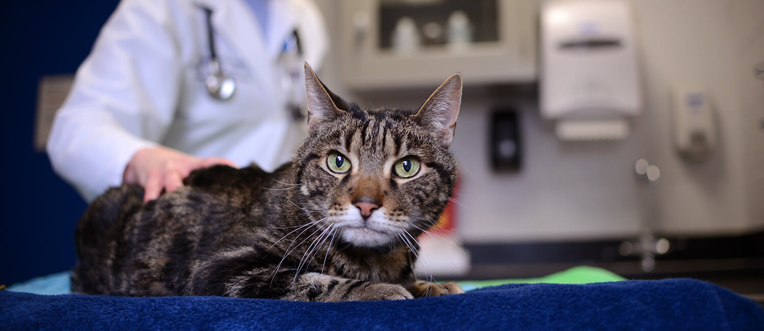 Considered a “senior cat,” Joey is at a time in his life when clinicians recommend wellness visits twice a year.