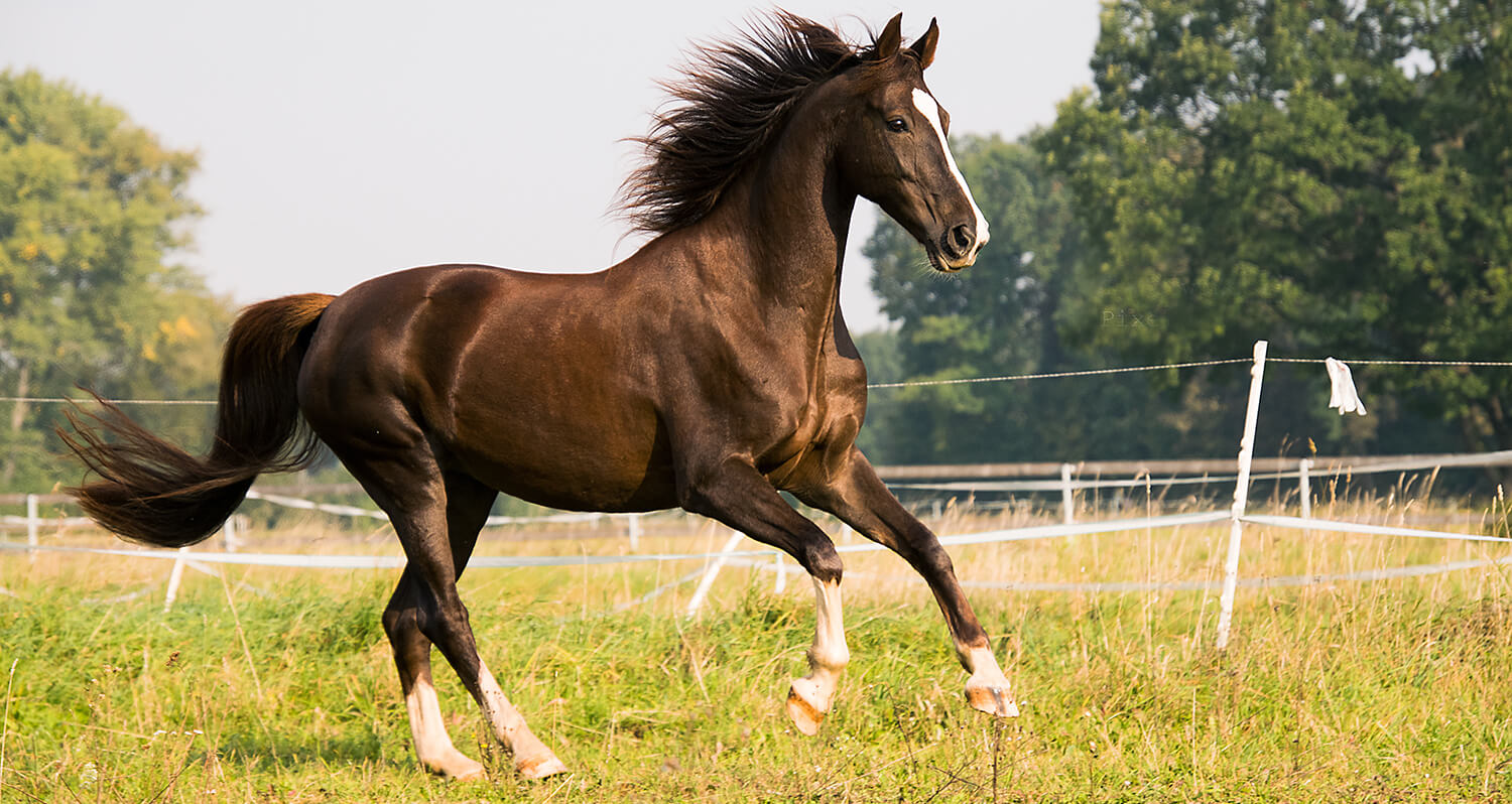 Horses, like humans, are individuals. They show signs of aging at different rates.