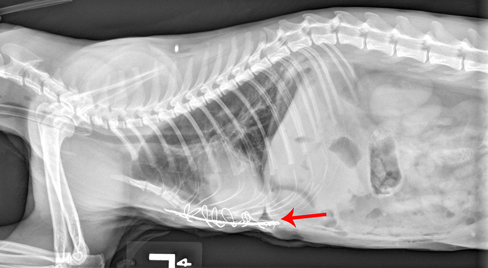 An x-ray of Athena's chest shows her heart about the titanium mesh implant (at red arrow) 