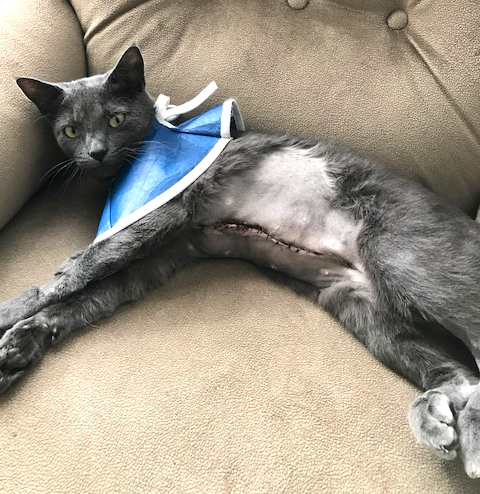 Athena recuperating at home after her implant surgery