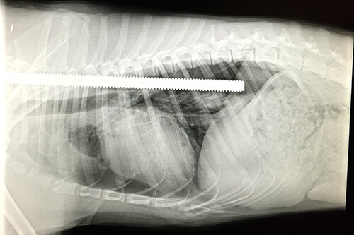 Belle's radiograph revealed that the rod had entered her chest cavity.