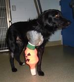 Brody, one day after surgery with his limb bandaged.