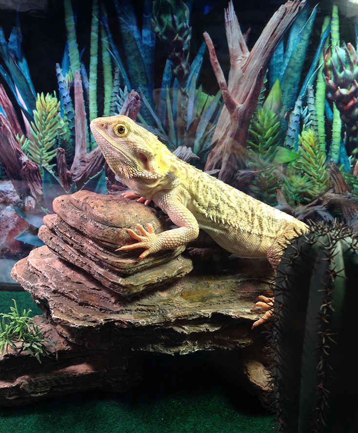 Bearded Dragons, Veterinarian in Waverly, TN