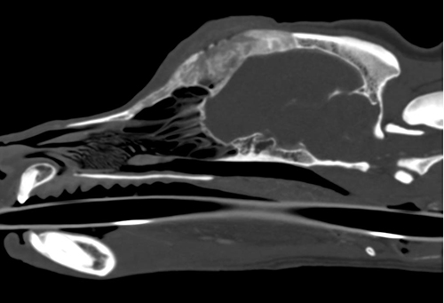 A CT scan of Clubber's head shows the growth interrupting the white line of his skull