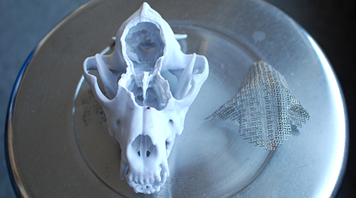 The 3D model of Clubber's skull fashioned by the PennDesign team. Dr. Wood used the white to plan the surgery and practice molding the titanium mesh.